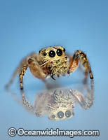 Jumping Spider Photo - Gary Bell
