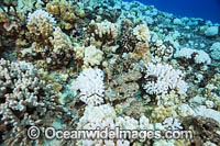 Bleached Coral Hawaii Photo - David Fleetham