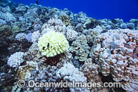 Bleached Coral Hawaii Photo - David Fleetham
