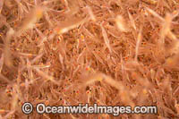 Mysid Shrimp Photo - David Fleetham
