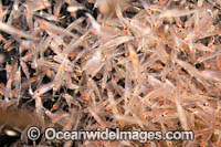 Mysid Shrimp Photo - David Fleetham