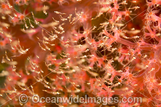 Mysid Shrimp photo Mysid Shrimp photo