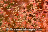 Mysid Shrimp Photo - David Fleetham