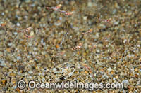 Mysid Shrimp Photo - David Fleetham