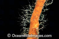 Skeleton Shrimp Photo - David Fleetham