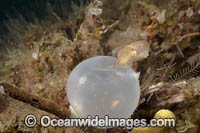 Broadclub Cuttlefish egg case Photo - David Fleetham
