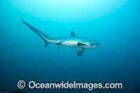 Thresher Shark Alopias pelagicus Photo - David Fleetham