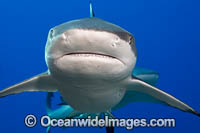 Blacktip Reef Shark Photo - David Fleetham