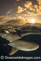 Blacktip Reef Shark Photo - David Fleetham