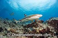 Blacktip Reef Shark Photo - David Fleetham