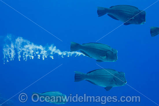 Humphead Parrotfish photo