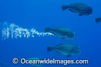 Humphead Parrotfish Photo - David Fleetham