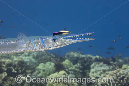 Wrasse cleaning Needlefish photo Wrasse cleaning Needlefish photo