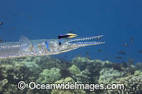 Wrasse cleaning Needlefish Photo - David Fleetham