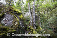 Antarctic Beech Trees Photo - Gary Bell