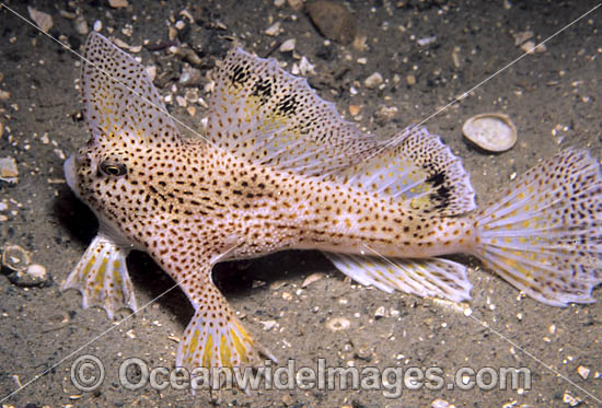 Spotted Handfish Brachionichthys hirsutus photo Spotted Handfish Brachionichthys hirsutus photo