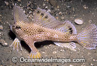 Spotted Handfish Brachionichthys hirsutus Photo - Bill Boyle