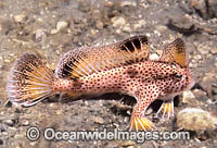 Spotted Handfish Brachionichthys hirsutus Photo - Bill Boyle