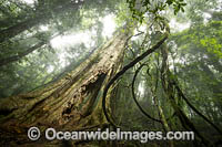 Dorrigo Rainforest Photo - Gary Bell