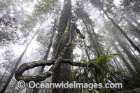Dorrigo Rainforest Photo - Gary Bell
