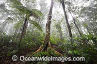 Dorrigo Rainforest Photo - Gary Bell