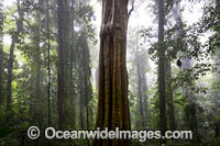 Dorrigo Rainforest Photo - Gary Bell