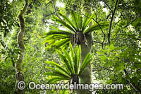 Dorrigo Rainforest Photo - Gary Bell