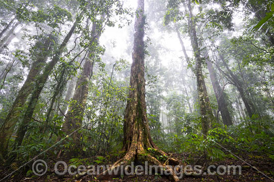 Dorrigo Rainforest photo Dorrigo Rainforest photo