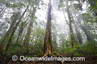 Dorrigo Rainforest Photo - Gary Bell