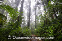 Dorrigo Rainforest Photo - Gary Bell