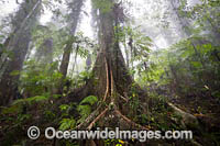 Dorrigo Rainforest Photo - Gary Bell