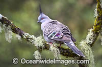 Australian Crested Pigeon Photo - Gary Bell