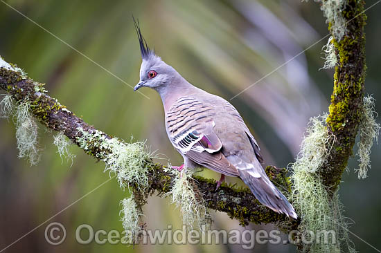 Australian Crested Pigeon photo Australian Crested Pigeon photo