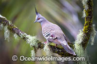 Australian Crested Pigeon Photo - Gary Bell