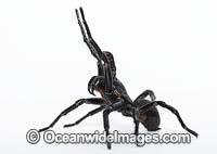 Port Macquarie Funnel-web Spider Photo - Gary Bell
