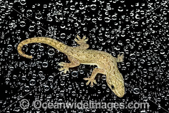 Asian House Gecko photo Asian House Gecko photo