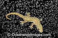 Asian House Gecko Photo - Gary Bell