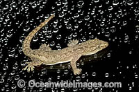 Asian House Gecko Photo - Gary Bell