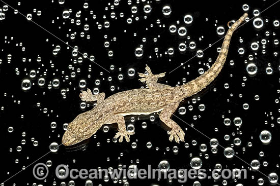 Asian House Gecko photo Asian House Gecko photo