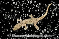 Asian House Gecko Photo - Gary Bell