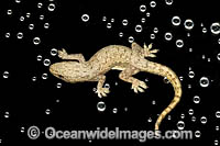 Asian House Gecko Photo - Gary Bell