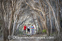 Tea Tree Forest Photo - Gary Bell