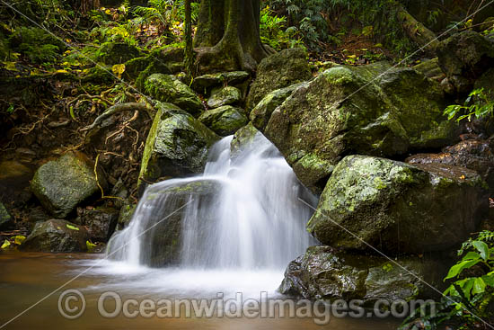 Dorrigo Rainforest photo Dorrigo Rainforest photo