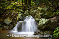 Dorrigo Rainforest Photo - Gary Bell