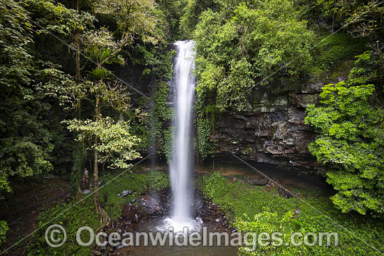Dorrigo Rainforest photo Dorrigo Rainforest photo