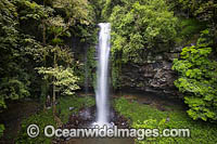 Dorrigo Rainforest Photo - Gary Bell