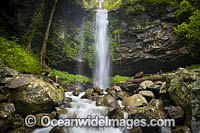 Dorrigo Rainforest Photo - Gary Bell