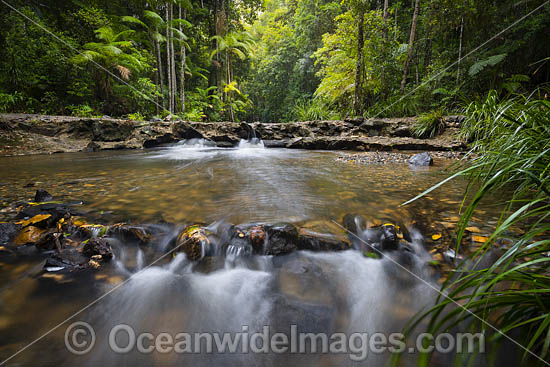 Dorrigo Rainforest photo Dorrigo Rainforest photo