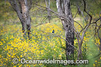 Superb Fairy-wren Photo - Gary Bell