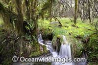 Cascade Gondwana Rainforest Photo - Gary Bell